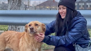 Heartwarming Video: Stray Dog Finds Hope on the Road