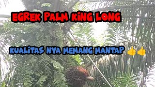 Egrek palm king long kualitas nya memang mantap👍👍👍👍