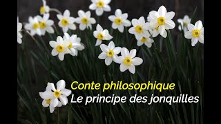 Conte philosophique I Le principe des jonquilles