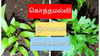 இப்படியும் கொத்த மல்லி சுலபமாக வளர்க்கலாம் வீட்டில்.