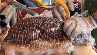 Amazing live giant cuttlefish cutting skills you never seen - How to make cuttlefish Sashimi