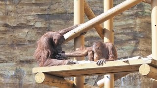 オッパイ飲みたいよーと甘えたリキちゃん・オランウータン