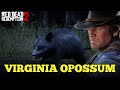 Opossum hunting guide | Red Dead Redemption 2