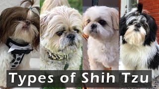 Different Types of Shih Tzu Dog Breeds | Types of Shih Tzu - That are popular today