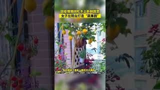 因疫情期間吃不上新鮮蔬菜，鐘女士在5.9㎡陽台上打造了“陽台果園”，種植上百盆瓜果蔬菜！【真相記】