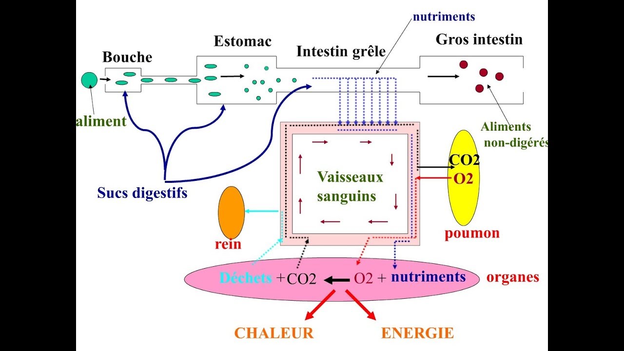 Les Fonctions De Nutrition - YouTube