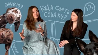 Передержки для собак. Блажь или необходимость? Плюсы, минусы, как выбрать?