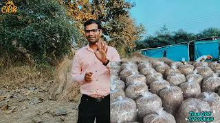 Low Budget shed for Mushrooms Cultivation | Shed kaise banaye | Team GBS