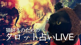 【Cat live】猫好きのためのタロット占いLIVE