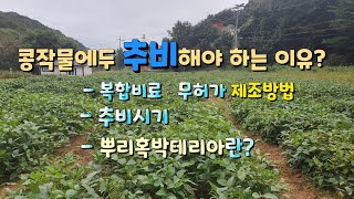 서리태콩 텃밭 추비하기 | 콩작물도 추비를 해야하는 이유