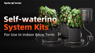 Tired of Hand Watering? Discover Spider Farmer's Self-Watering System Solution! | New