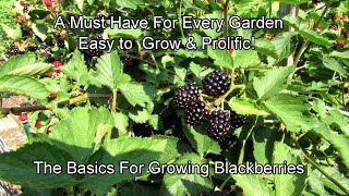 The Basics for Growing Erect Variety Blackberries:  Prolific, Delicious, & Great