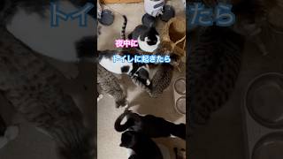 ネコと子ネコとおじさん　夜中にトイレに起きたらニャンズワチャワチャ‼️ #shorts #cat #cats #猫のいる暮らし #猫 #ねこ #クロネコニャー #赤ニャン #ブルーガ