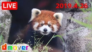 【LIVE】レッサーパンダ 咲弥ちゃん＆メルくん 天王寺動物園 Red panda Osaka Tennoji Zoo