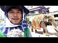 มหกรรมทอดกฐินที่ใหญ่ที่สุด part 1 ช้างงามนับร้อยรวมตัว elephant thailand