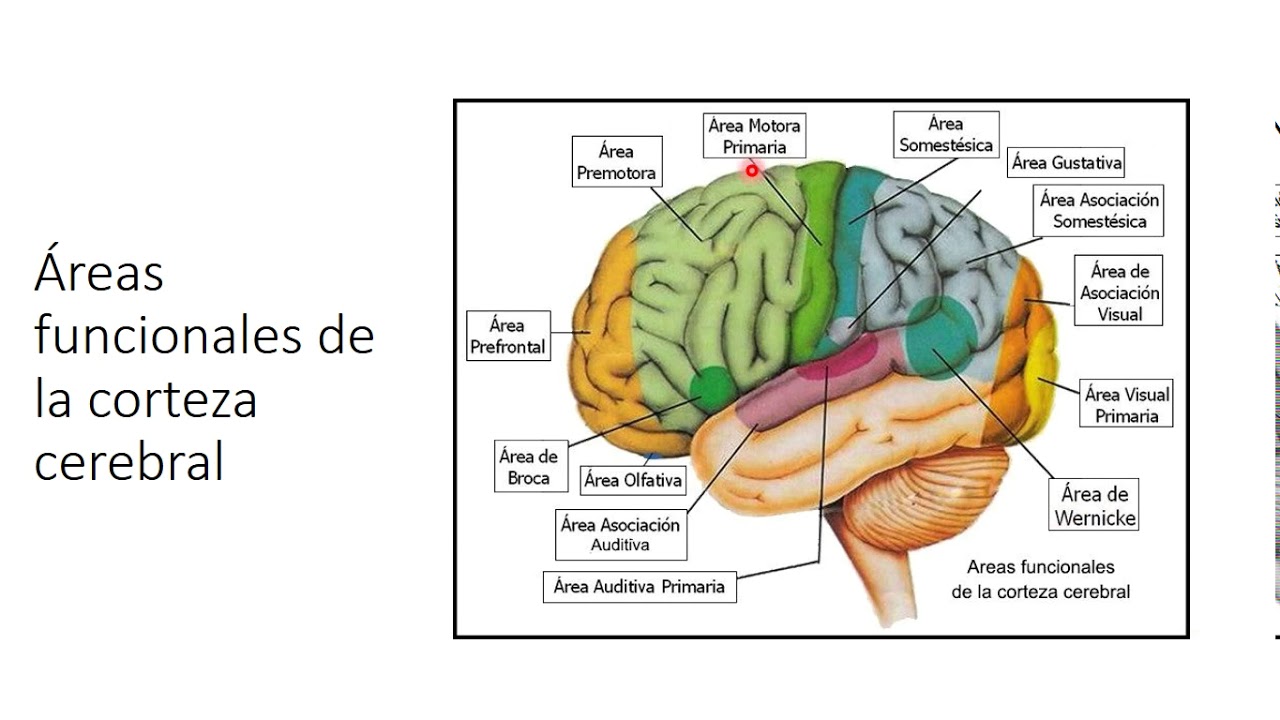 Áreas Funcionales De La Corteza Cerebral Y Vías Sensitivas Y Motoras ...