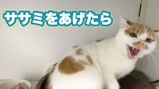 新入り保護猫にササミをあげたら‥　【多頭飼育崩壊よりレスキュー　茶々丸くん日記　前編】I gave a kitten some chicken and he punched me.