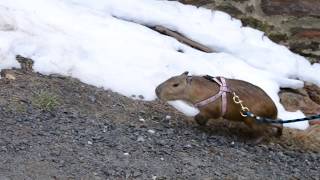 Harness Training A Capybara