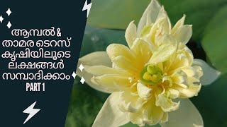 താമര ആമ്പൽ കൃഷി PART 1/WATER LILY \u0026 LOTUS TERRACE FARMING