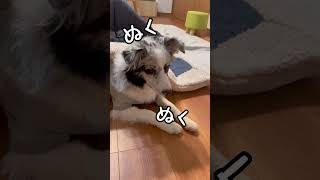 犬もこたつで丸くなる〜♪【ボーダーコリーのティア】#shorts