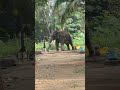 തെച്ചിക്കോട്ടുക്കാവ് ദേവീദാസൻ thechikotukavu devidasan thechikottukavu elephant