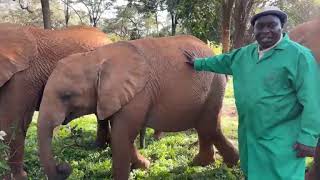 Christmas Eve with Rescued Orphan Elephants in Nairobi | Sheldrick Trust