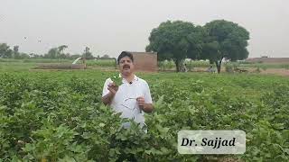 Cotton Leaf Reddening || Bronze Wilt || Causes \u0026 Control || Trailer video || Dr. Mohammad Sajjad