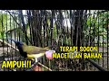 CUKUP 1 MENIT !! BURUNG BAHAN LANGSUNG RESPON DENGAR SUARA SOGON INI