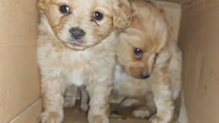 [Stray Dog Rescue Collection] Rescue small milk dogs late at night. They hid in the box and shivere