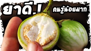 ตัดสินใจถูก..!! อาการนี้รอดมาได้ เพราะมะเขือเปราะ  รีบซื้อมาติดบ้านไว้  | Nava DIY