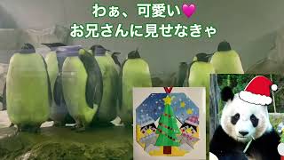 メリークリスマス🎄　楓🍁たん、サンタしゃんになりましゅ🩷