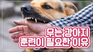 [개스맨] 우리 개는 안 물어요? 개는 원래 물어요! 강아지 훈련이 필요한 이유!ㅣ반해