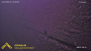 Live streaming OsloMet Oceanlab ANERIS low cost underwater camera observatory - Filipstad