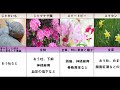 触るな危険！毒花【1 2】