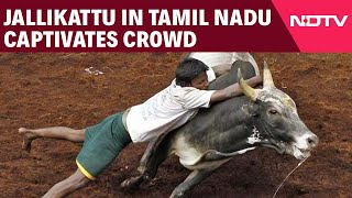 Tamil Nadu News | Jallikattu In Tamil Nadu Enthrals Crowd