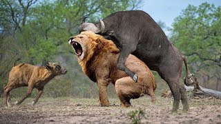 ✅ Crazy Animal Fights with Incredible Outcomes! Animal Fights Caught on Camera!