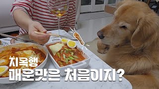 강아지 매운(척) 떡볶이 먹방 (feat. 사람용 지옥행 떡볶이)