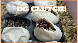 DG Het Cryptic Ball Python Egg Cutting!
