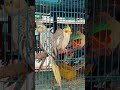 bird pet market trichy