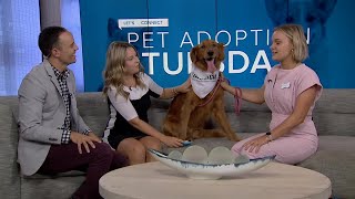 Pet Adoption Tuesday: Meet Milo