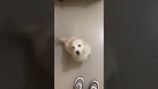 a heartwarming welcome #goldenretriever #maltese #cutedog #cute #cutepuppy #welcome #heartwarming