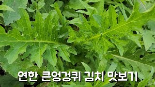 야들야들 연한 큰엉겅퀴 김치 맛보기