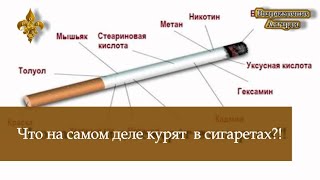 Что на самом деле курят в сигаретах?!