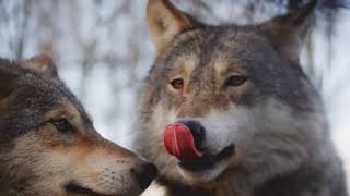 Wolves | Most Beautiful Wolves in the World | The War Of The Wolf Packs | Full HD 2022 Release