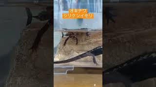 視線を感じます【オキナワシリケンイモリ】 #japan #イモリ #両生類 #amphibians #シリケンイモリ #オキナワシリケンイモリ#short #shorts