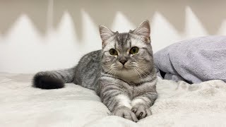 秋風を浴びたら暖かい寝床を求めるようになった猫