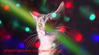 Meow Mix | המיקס הכי נחשב אצל החתולים, מיאו-מיקס מעדנים לחתולים שאוהבים