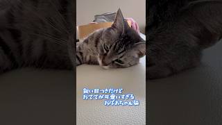 【本日のチャッピー】#おてて#猫#保護猫#おばあちゃん猫#猫のいる暮らし#癒し