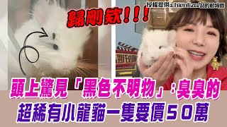 超稀有寵物一隻50萬！小龍貓頭上驚見「黑色不明物」:臭臭的XD   @喆的動物園