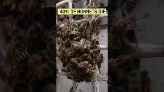 The Fatal Mistake of a Yellow Hornet, dead in Hot defensive bee ball. longer version #honeybee